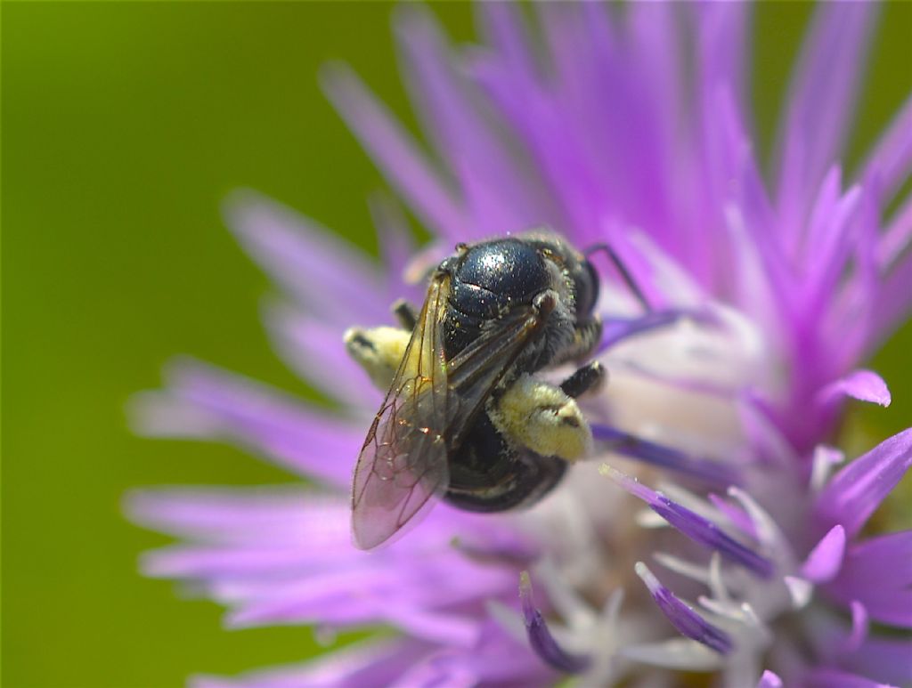 Colletes? No, Apidae, ma non Colletinae!    Halictinae